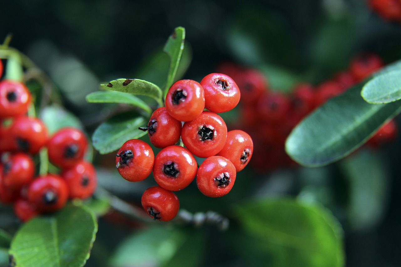 内马尔的故 内马尔的故